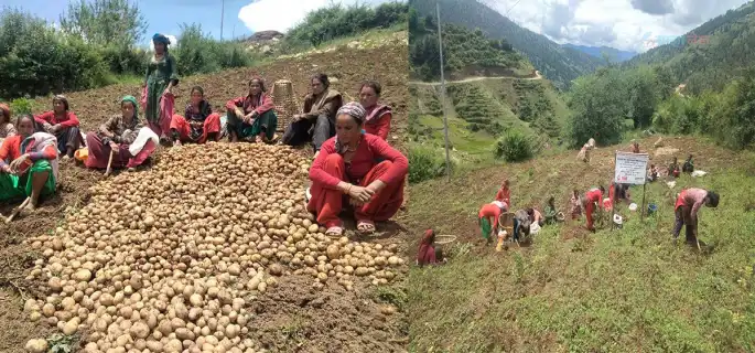 बागलुङमा एक वर्षमा ६० हजार मेट्रिक टन आलु उत्पादन